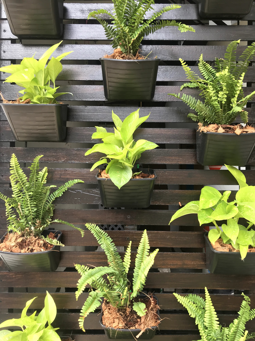 Jardim vertical: veja como fazer no seu apartamento